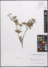 Foto von Salix caesia Vill.